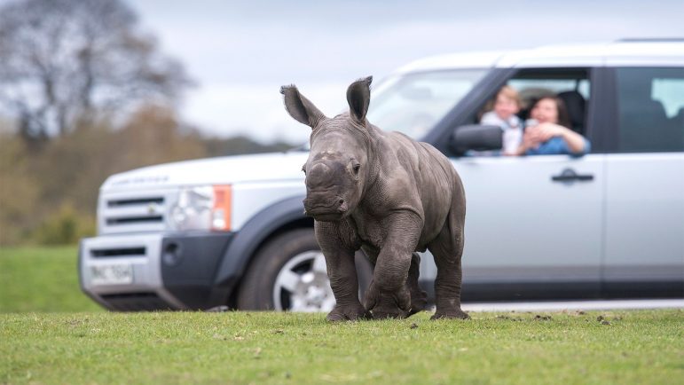 The white rhino calf had his first experience with cars.