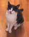 Bullivant Media