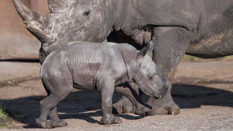 baby-rhino-02-1