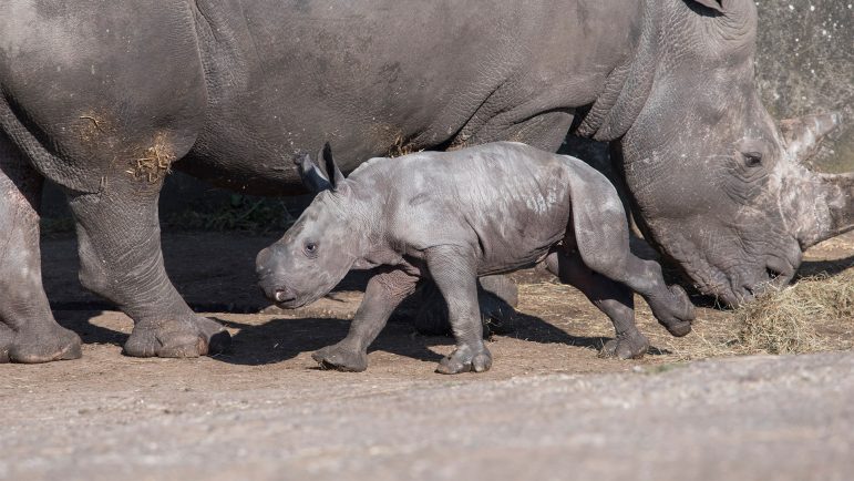 baby-rhino-03-1