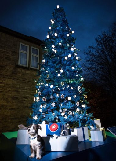 Max the jack russell puppy stands in front of the first donation-powered Christmas tree for pet charity Blue Cross: the tree’s lights will only illuminate in response to people’s donations to the charity in the lead up to 24 December. This picture shows how the tree will look if fully illumiated thanks to donations made by the public. This photo shows how the tree will look once fully illuminated.  Max was abandoned by an unscrupulous seller and brought to Blue Cross as a frightened puppy, but he’s now been rehomed and is looking forward to spending his first Christmas with a loving new family. He returned to the Blue Cross Burford rehoming centre to switch on the very special illuminations and do his part to light up Christmas for the hundreds of pets that will be in the care of the charity over  the festive season. 